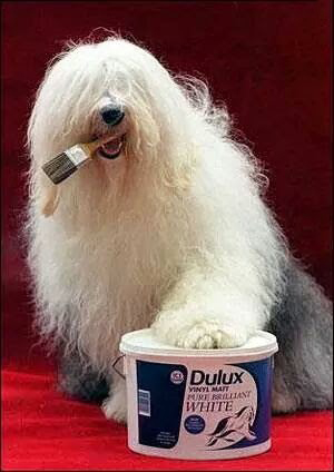 Dulux Dog